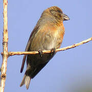 Red Crossbill