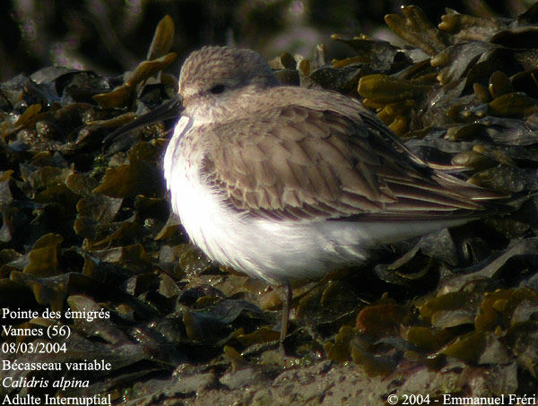 Dunlin