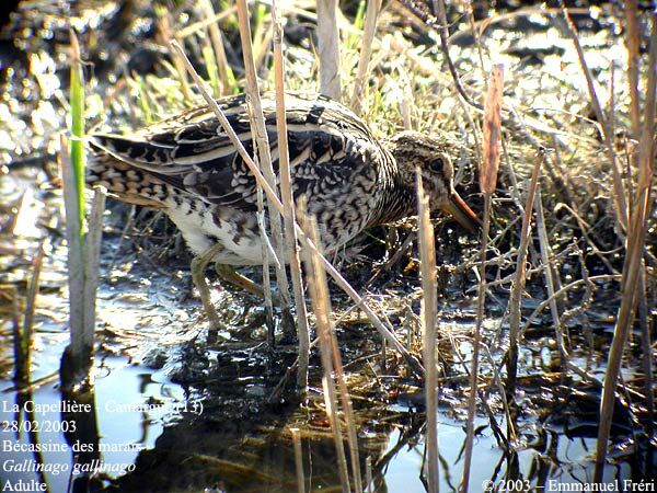 Common Snipe