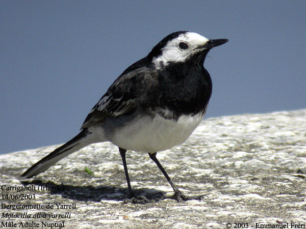 White Wagtail (yarrellii)