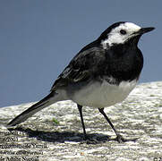 White Wagtail (yarrellii)