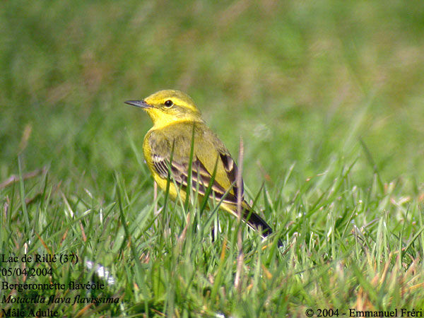 Western Yellow Wagtail (flavissima)