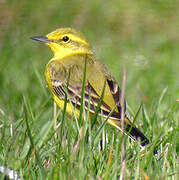 Western Yellow Wagtail (flavissima)