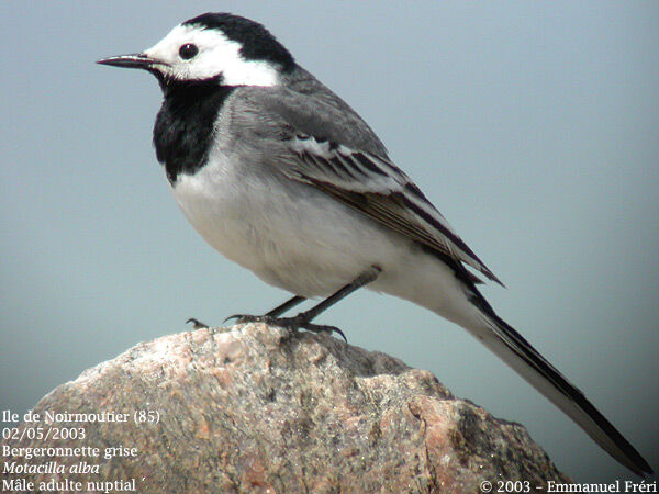 White Wagtail