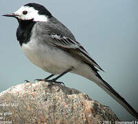 White Wagtail