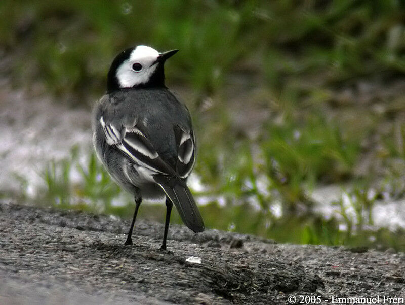 White Wagtail