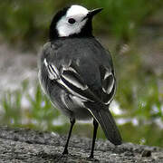 White Wagtail