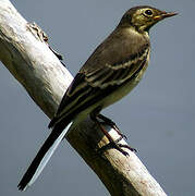 White Wagtail