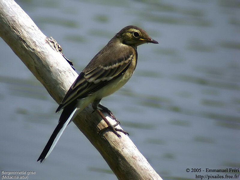 White Wagtail