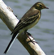 White Wagtail