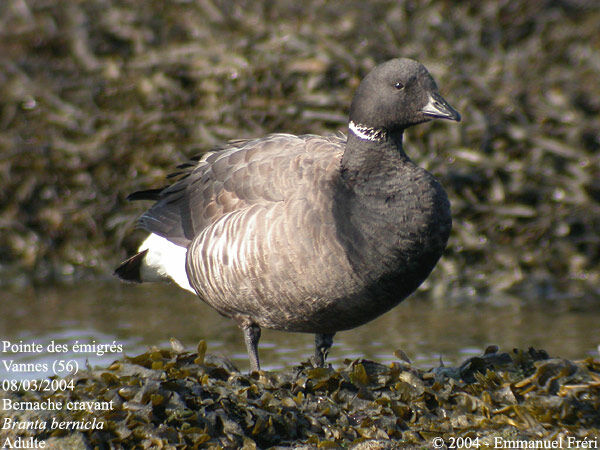 Brant Goose