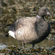 Brant Goose