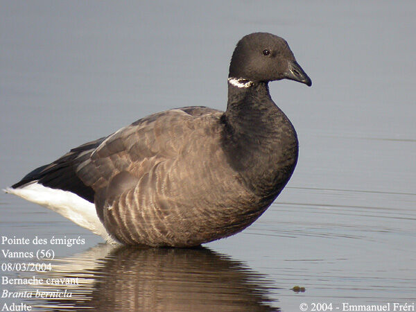 Brant Goose