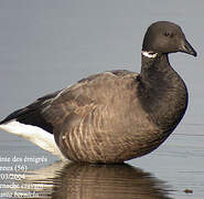 Brant Goose