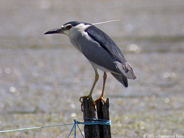 Black-crowned Night Heron