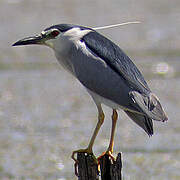 Black-crowned Night Heron