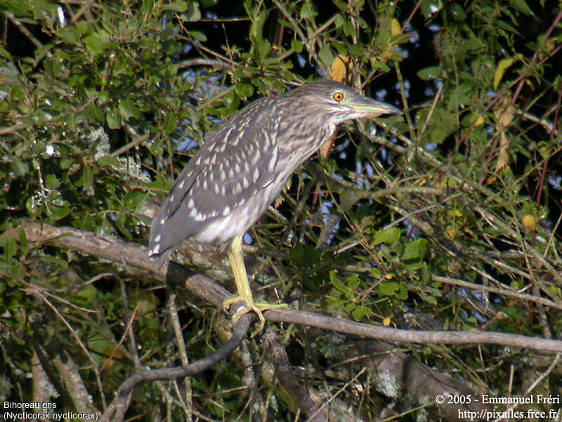 Black-crowned Night Heron