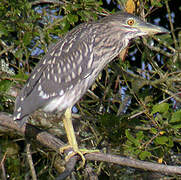 Black-crowned Night Heron