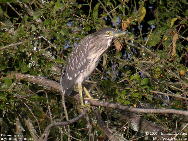 Black-crowned Night Heron