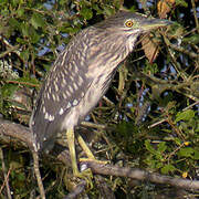 Black-crowned Night Heron