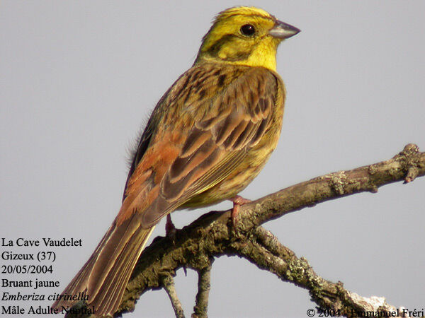 Yellowhammer