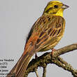 Bruant jaune