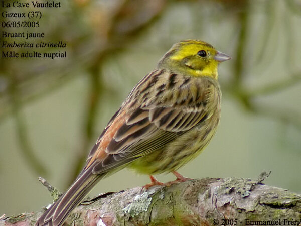 Yellowhammer