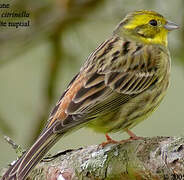 Yellowhammer