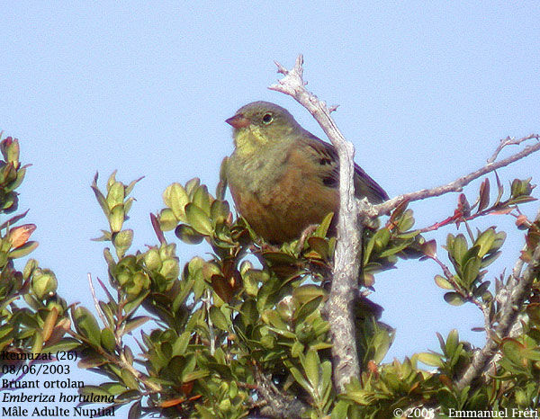 Ortolan Bunting