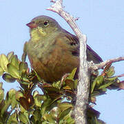 Ortolan Bunting