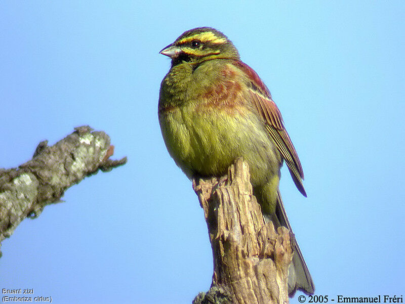 Cirl Bunting