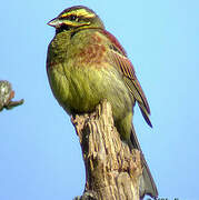 Cirl Bunting