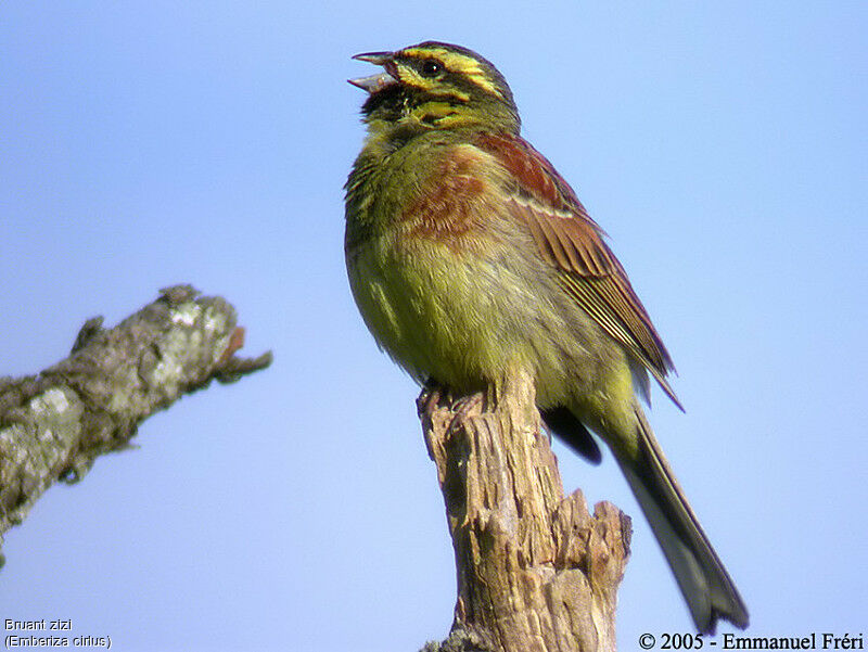 Cirl Bunting