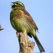 Cirl Bunting