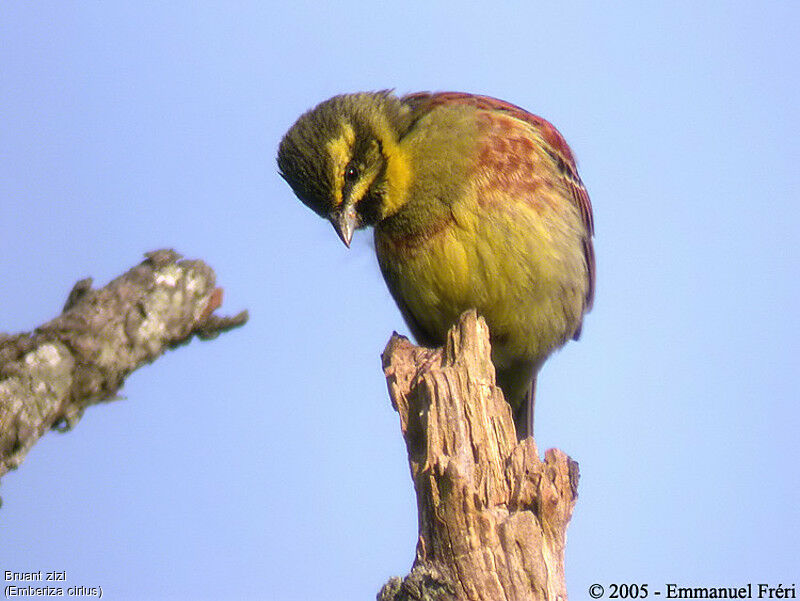 Cirl Bunting