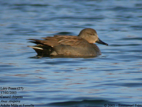 Canard chipeau