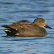 Canard chipeau