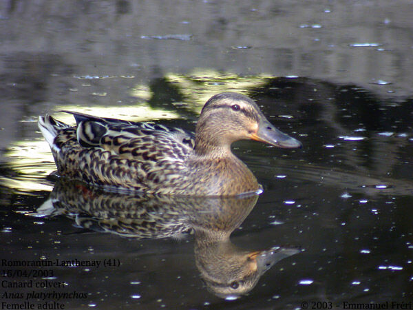 Canard colvert