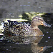 Canard colvert