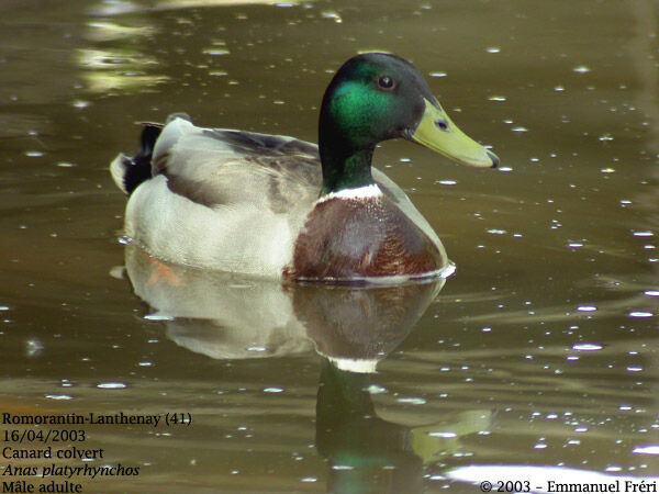 Mallard