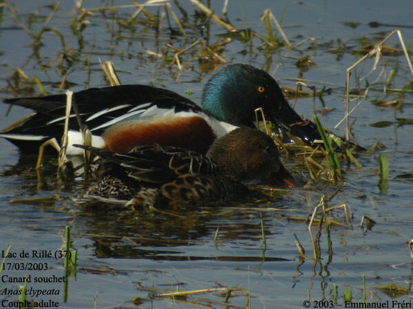 Canard souchet