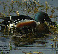 Northern Shoveler