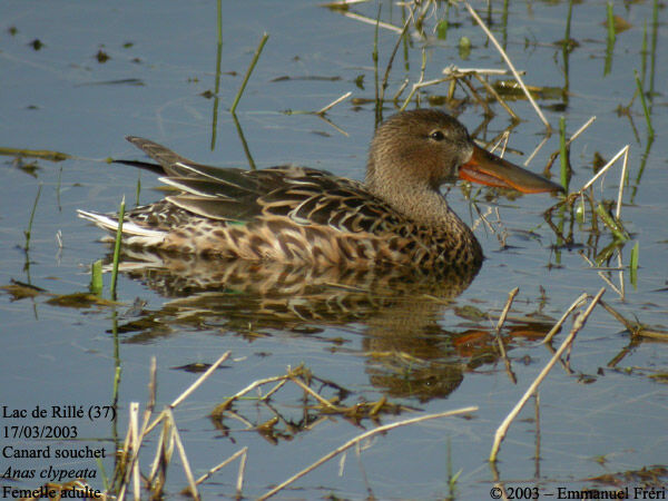 Canard souchet