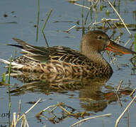 Canard souchet