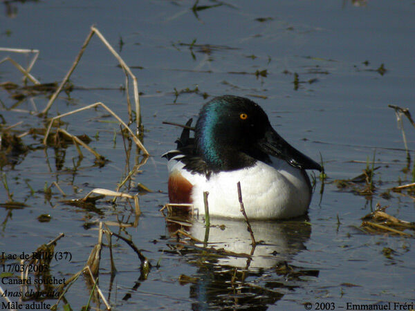 Canard souchet