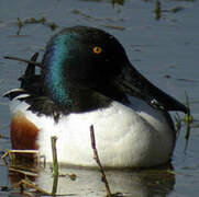 Canard souchet