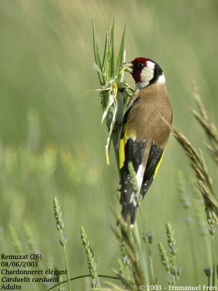 Chardonneret élégant