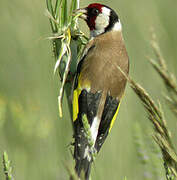 European Goldfinch