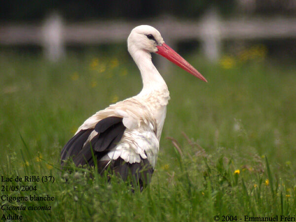 White Stork