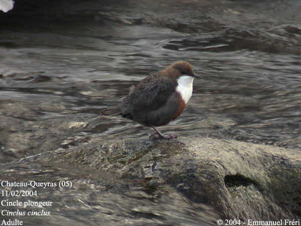 White-throated Dipper